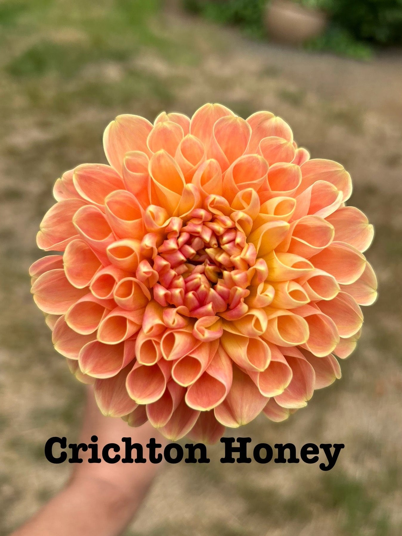 Crichton Honey