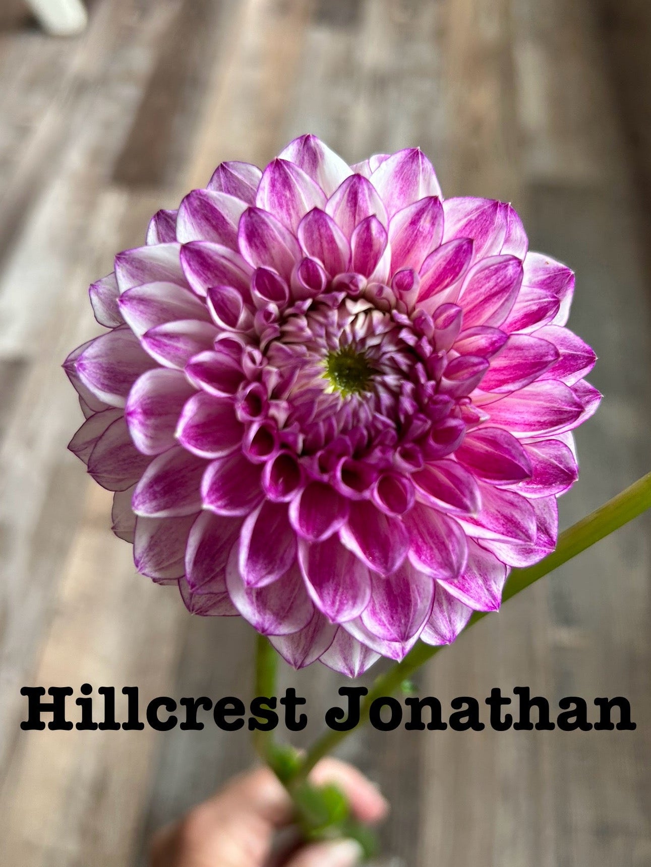 Hillcrest Jonathan