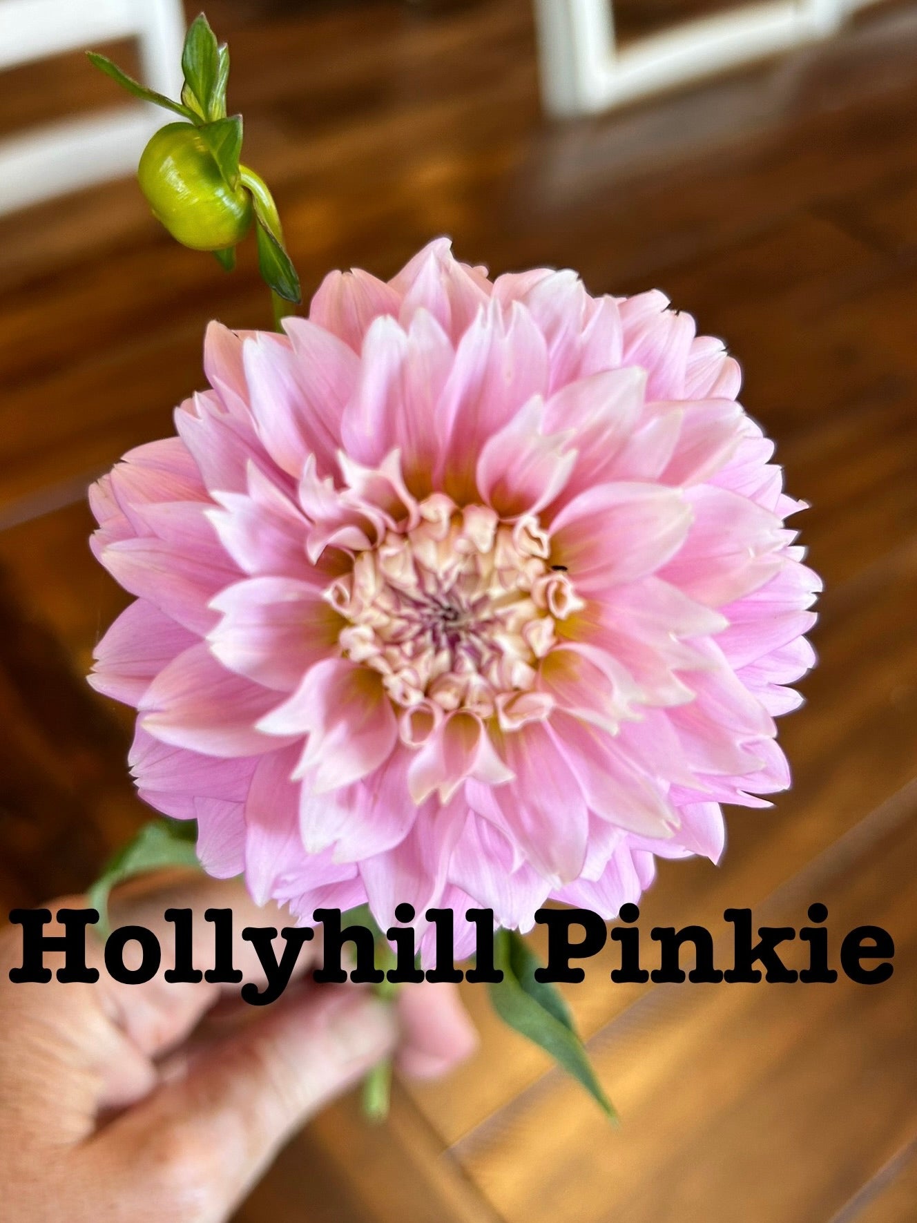 Hollyhill Pinkie
