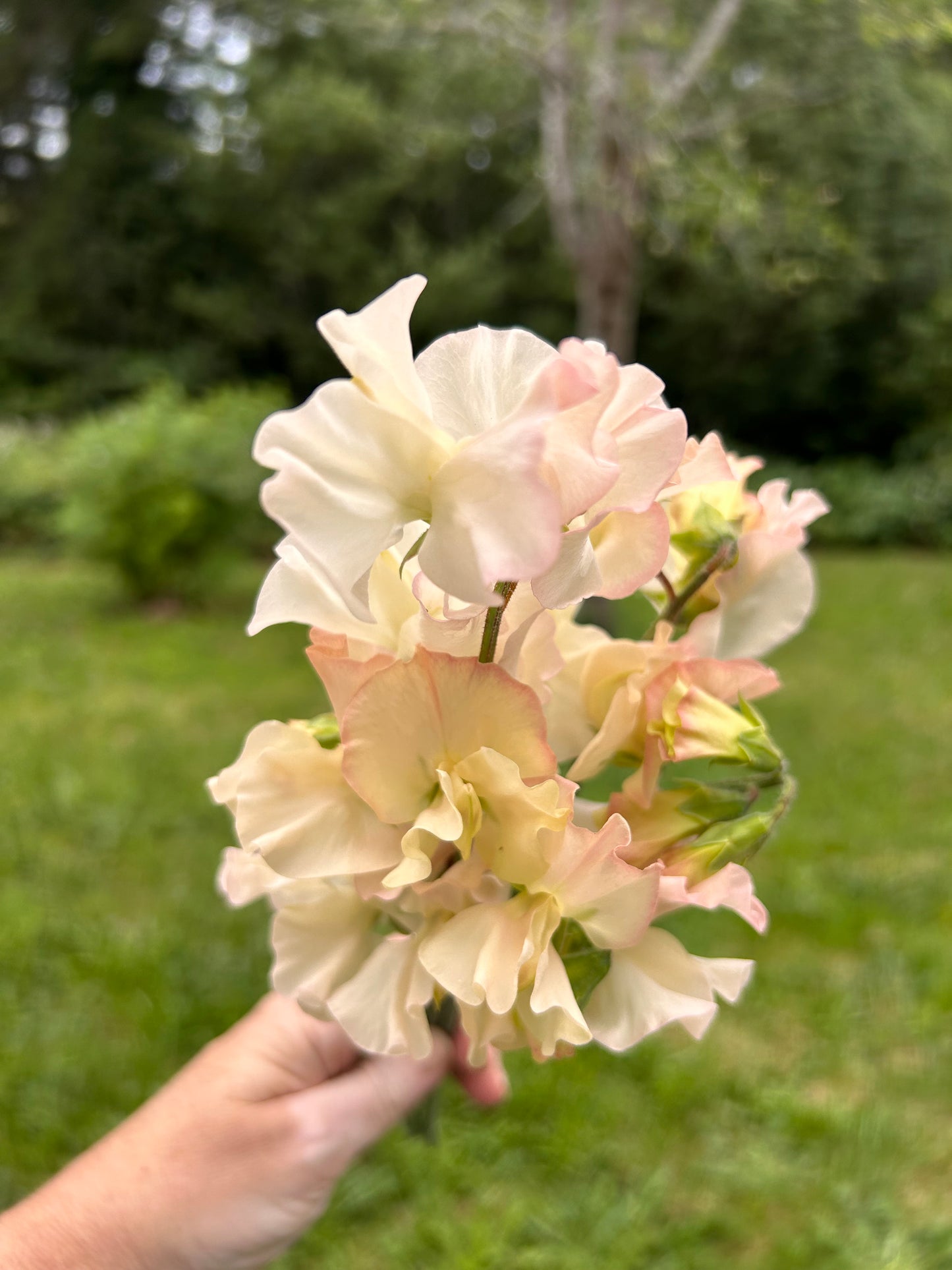 Sweet Pea- Piggy Sue