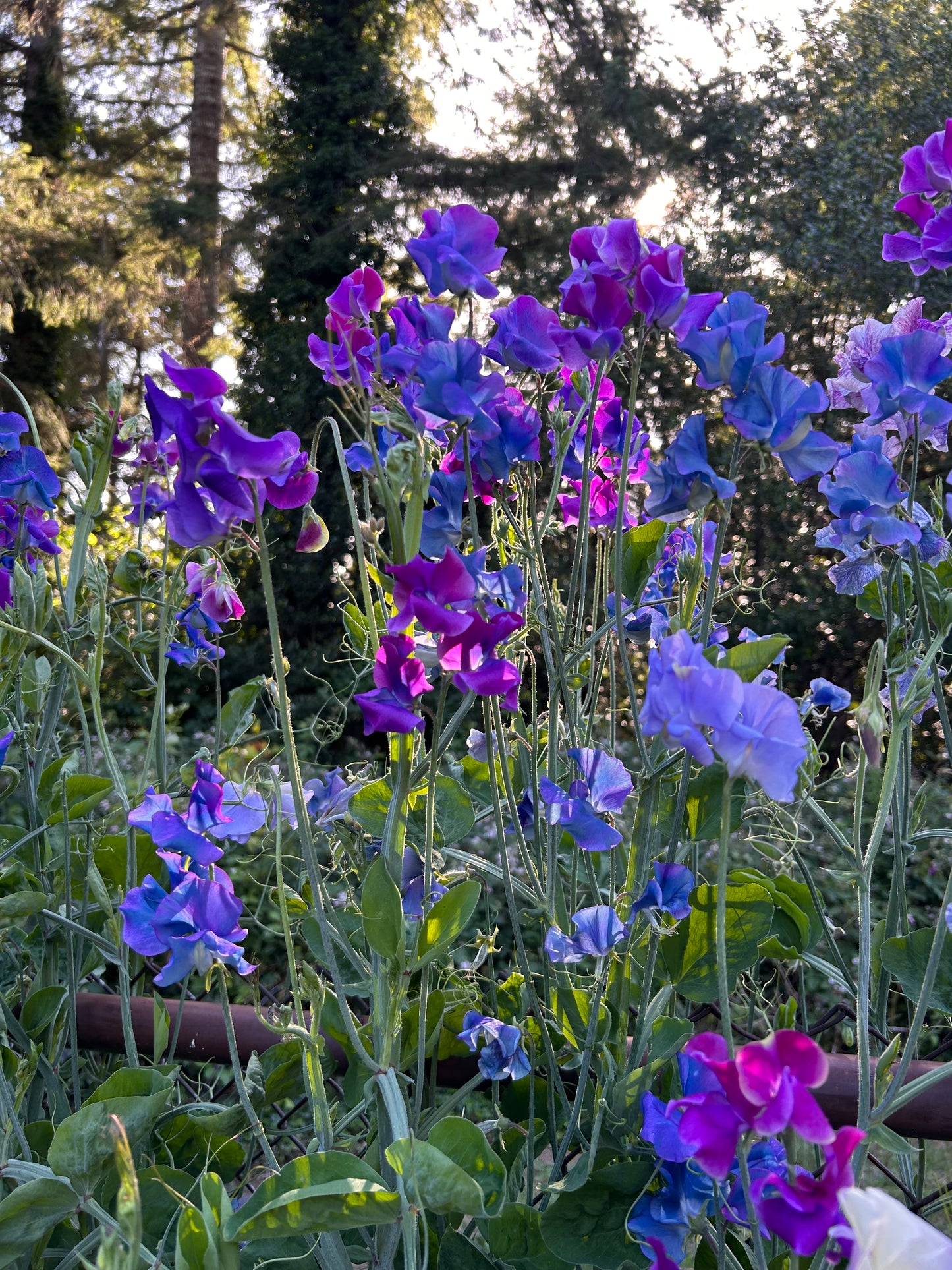 Sweet Pea- Blue Shift