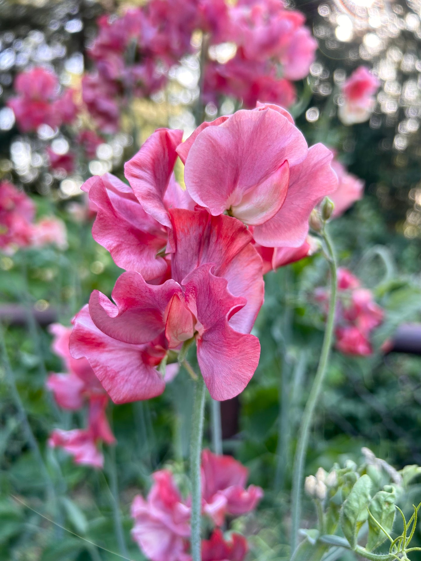 Sweet Pea- King's Ransom **LIMIT 2**