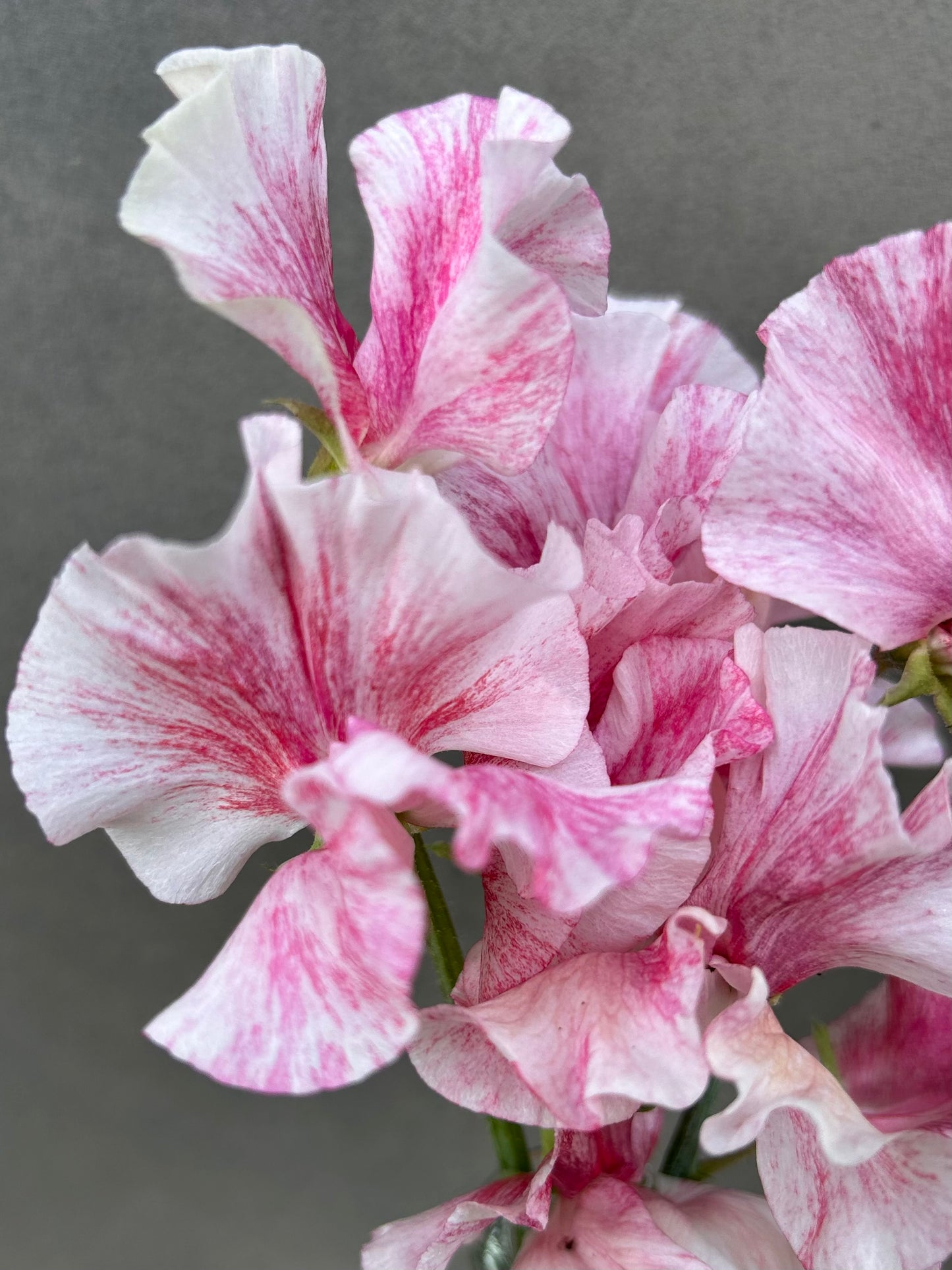 Sweet Pea- Raspberry Flake