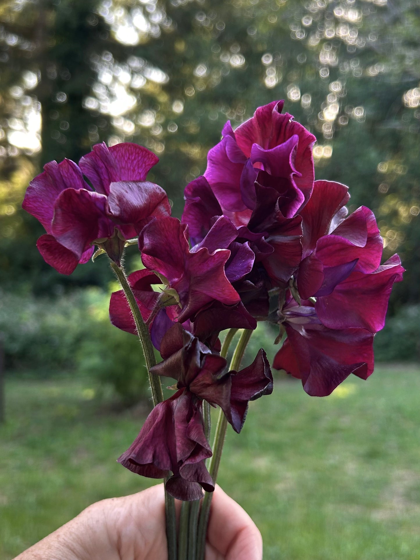Sweet Pea- Burnished Bronze
