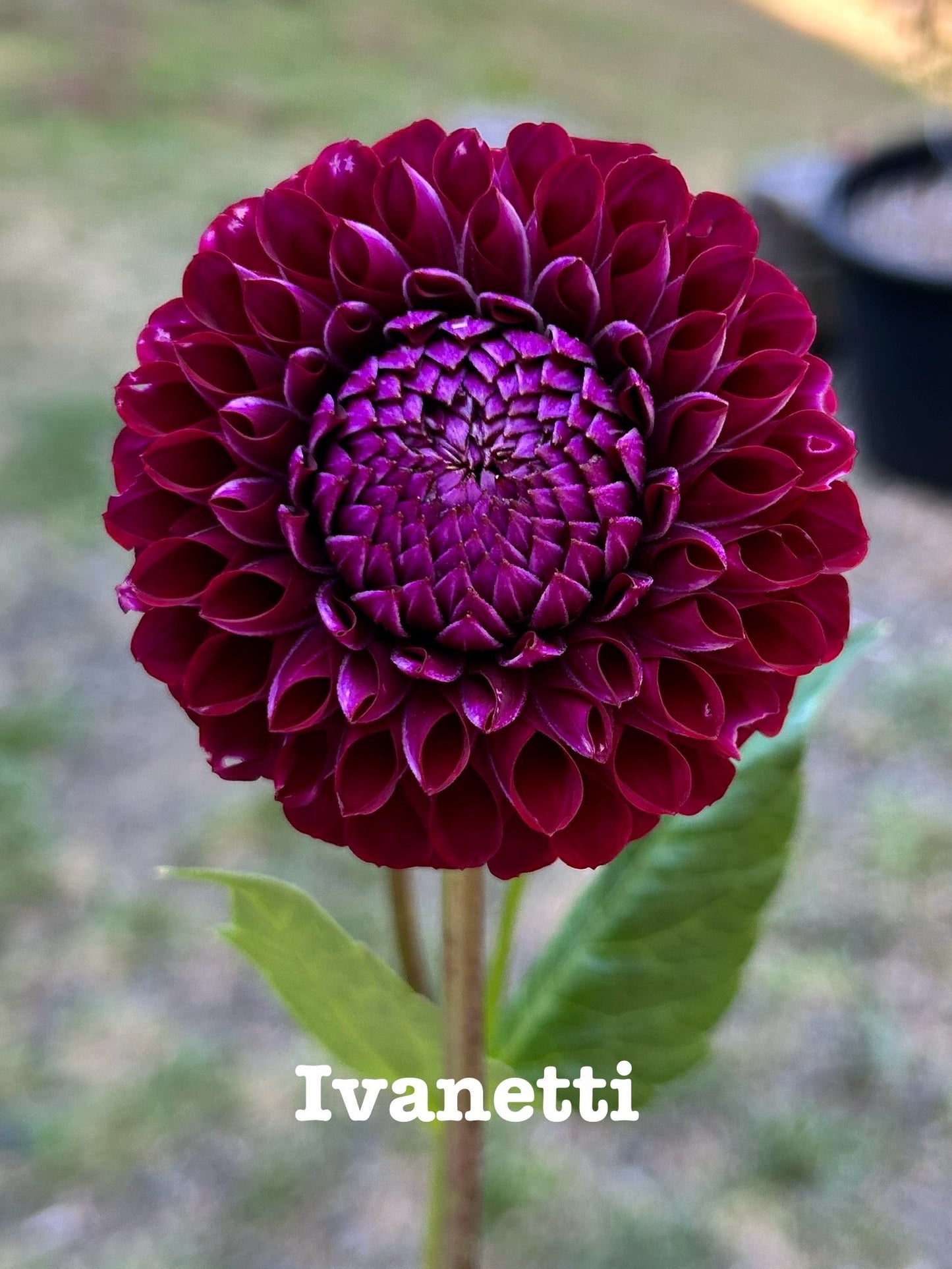 Ivanetti