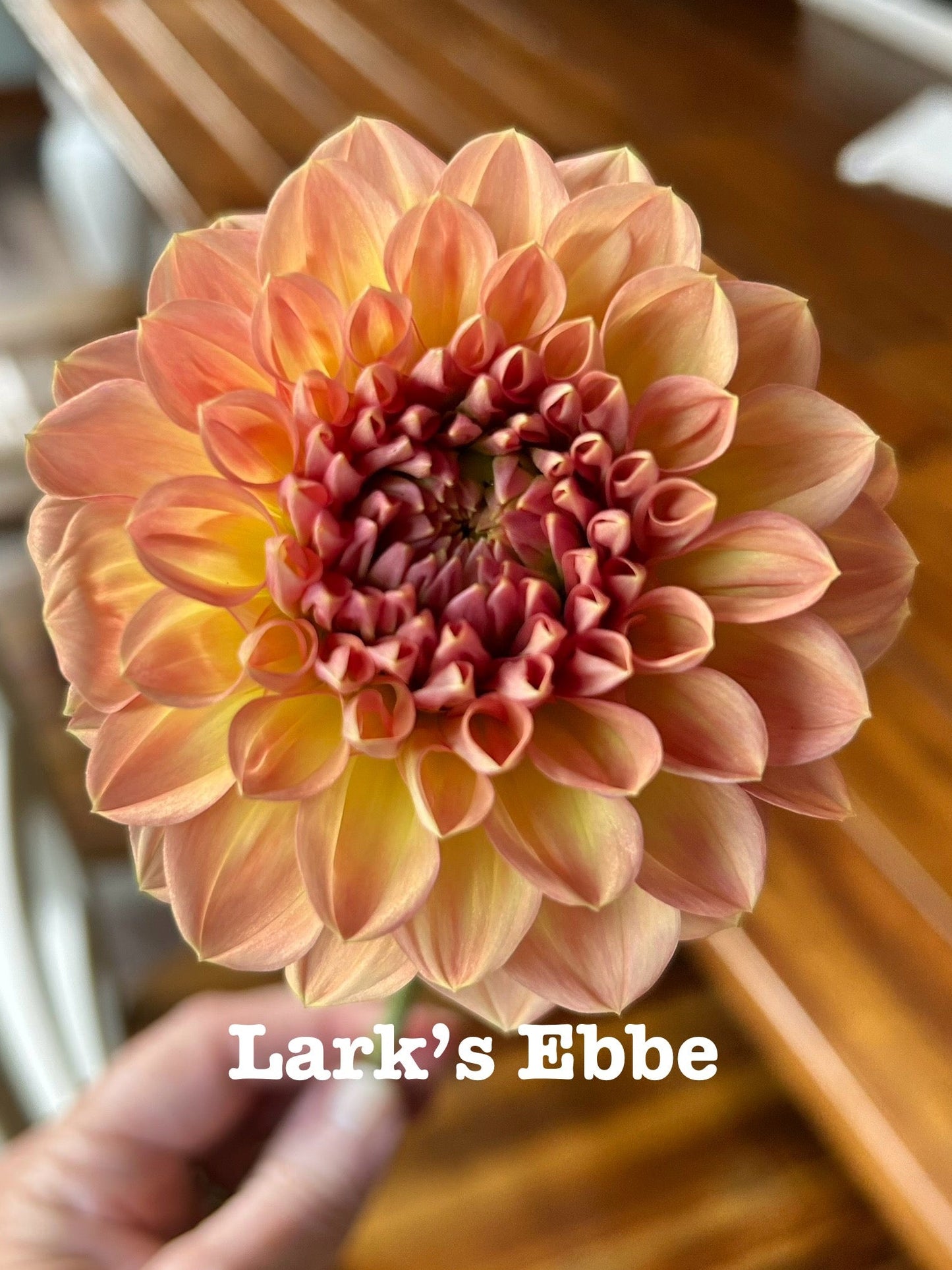 Lark's Ebbe