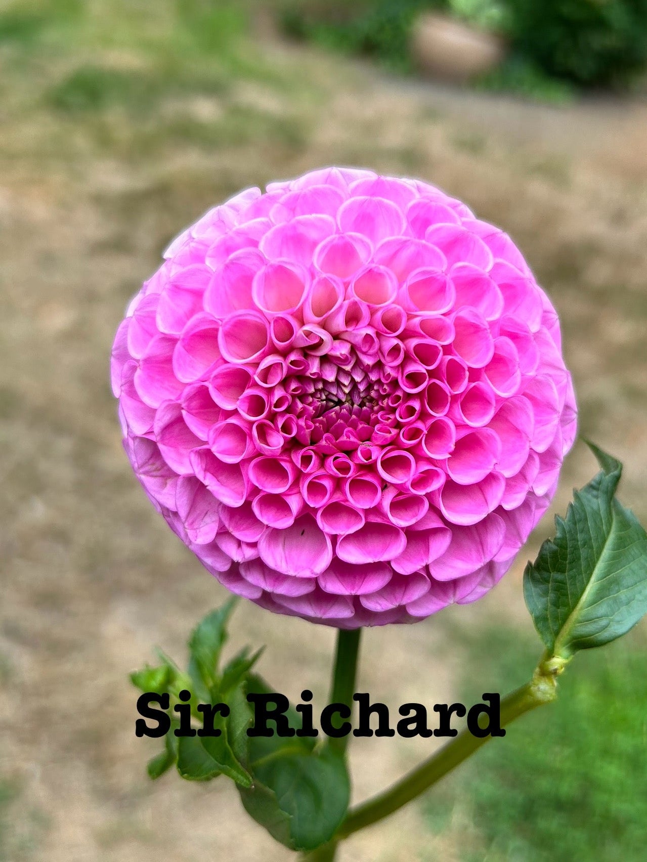 Sir Richard