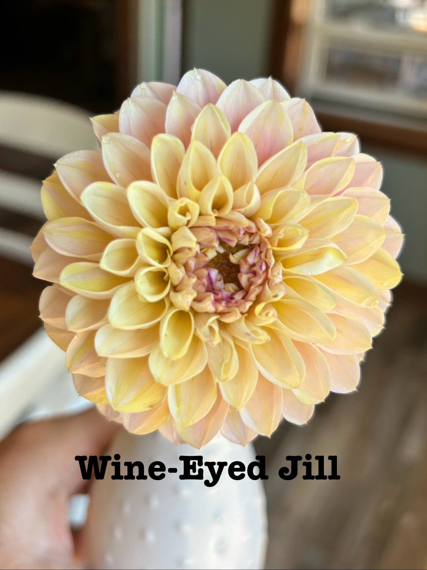 Wine Eyed Jill