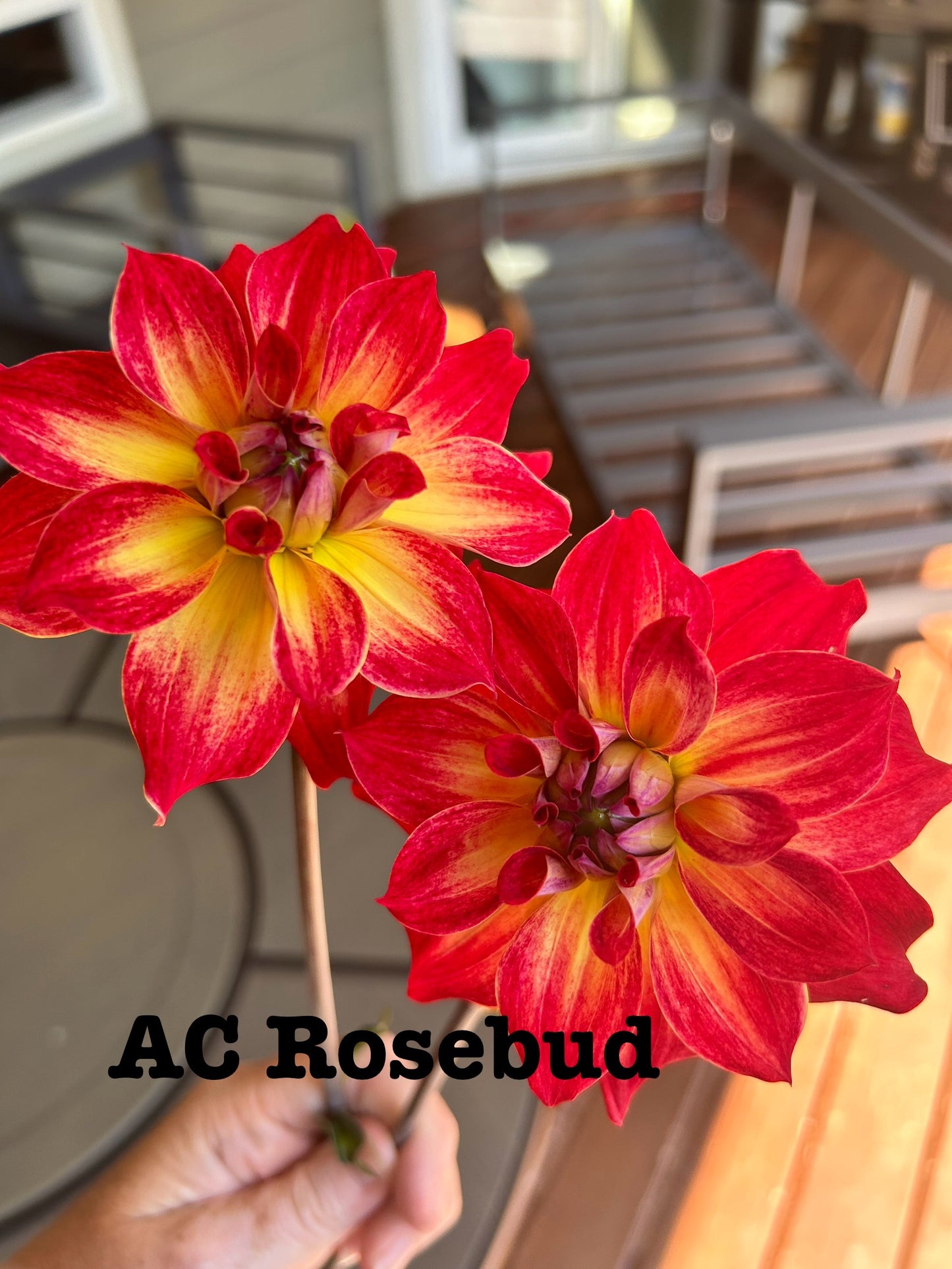 AC Rosebud