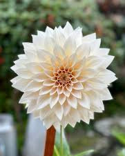 Cafe au Lait Mini- aka Jolene