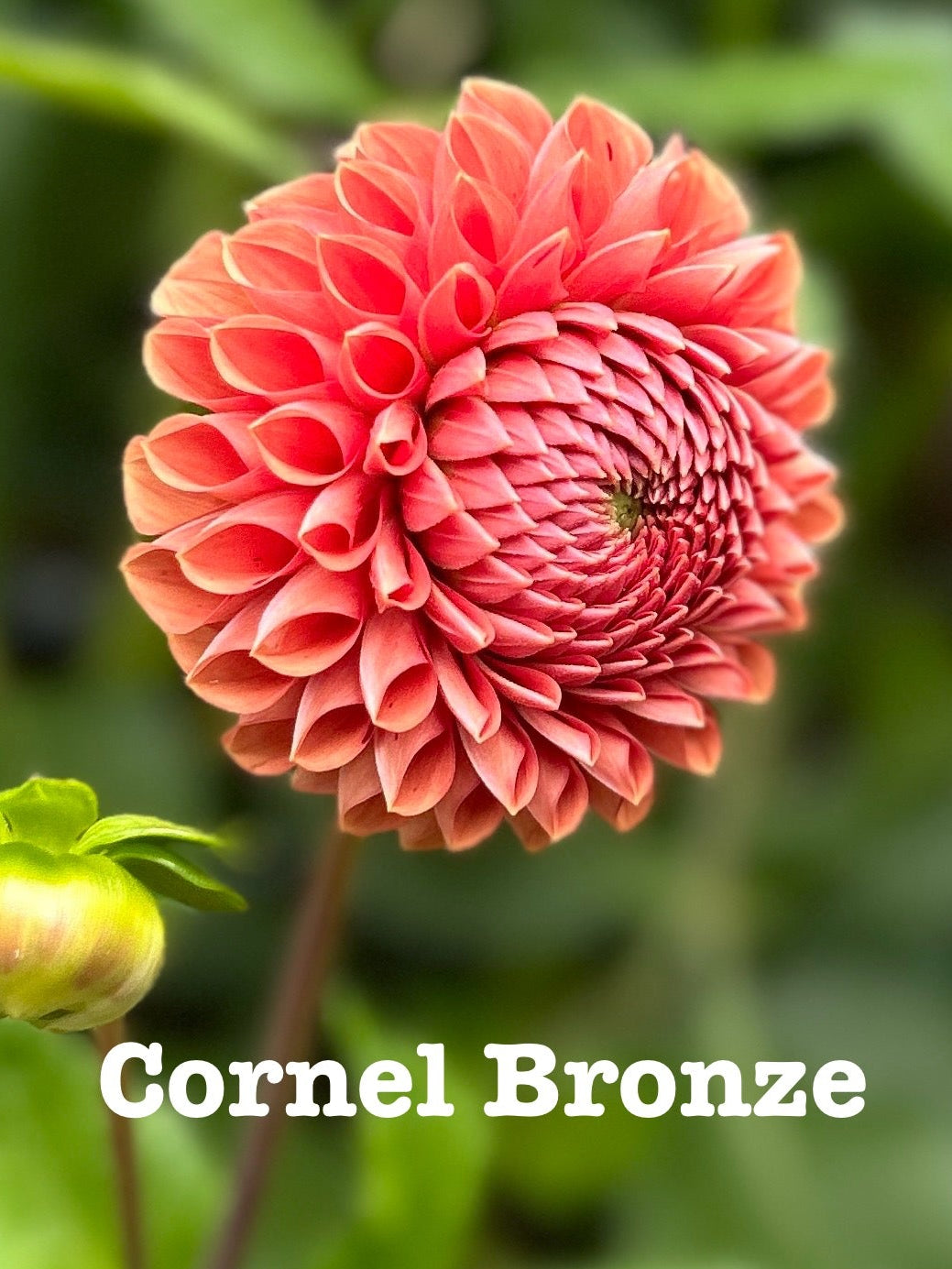 Cornel Bronze