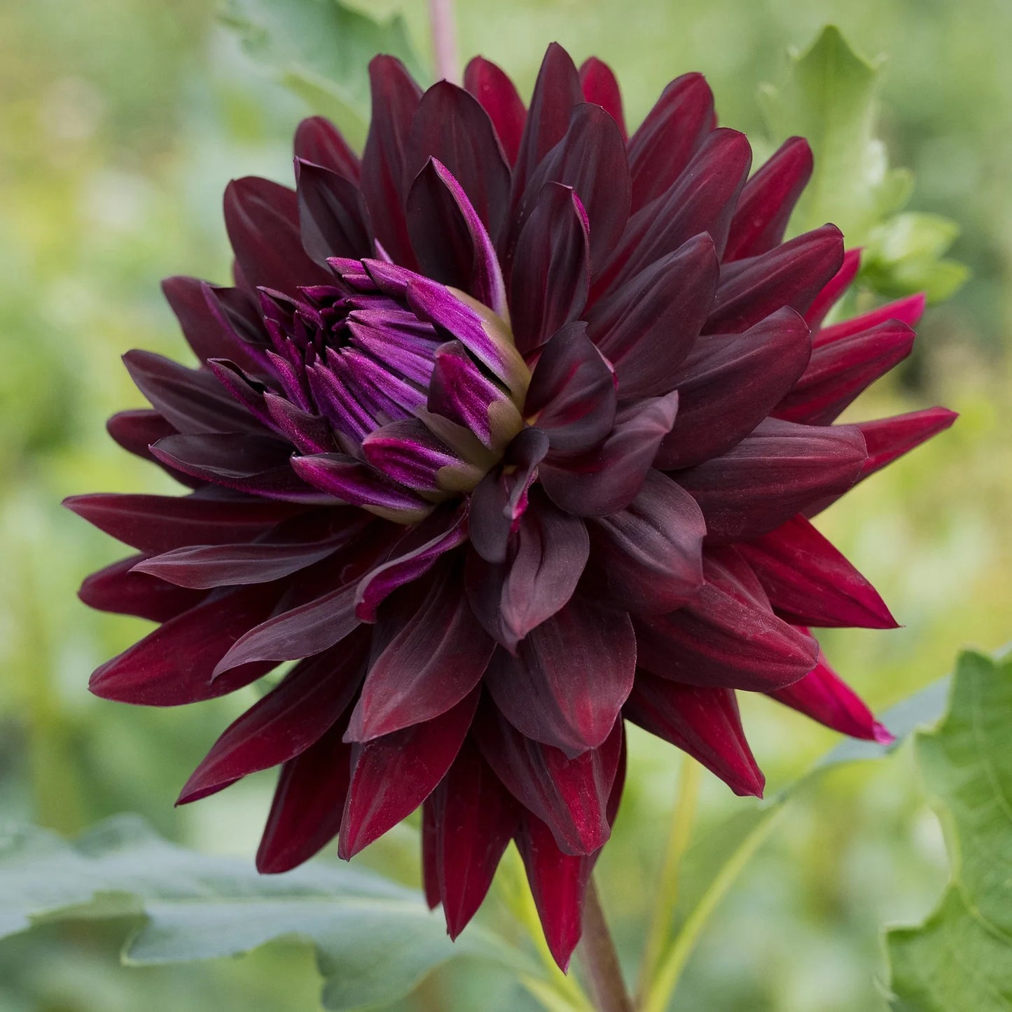 Hollyhill Black Beauty