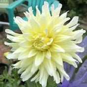 Hollyhill Buttermilk