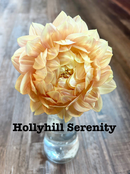 Hollyhill Serenity