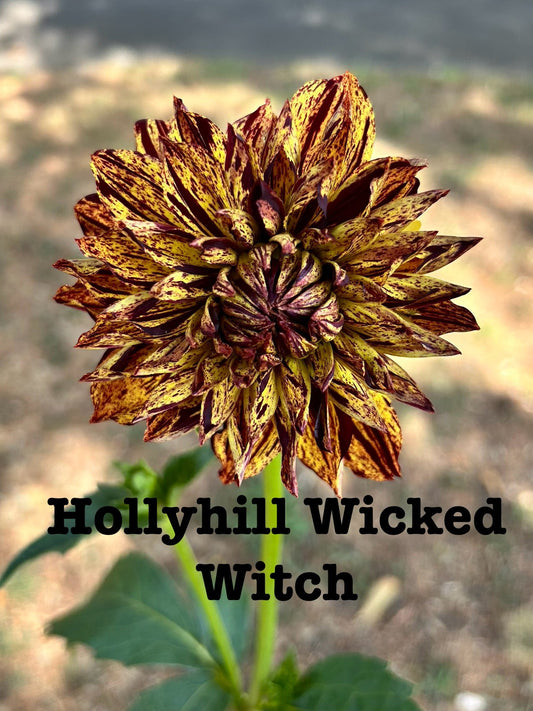 Hollyhill Wicked Witch