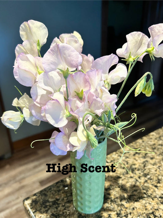 Sweet Pea High Scent