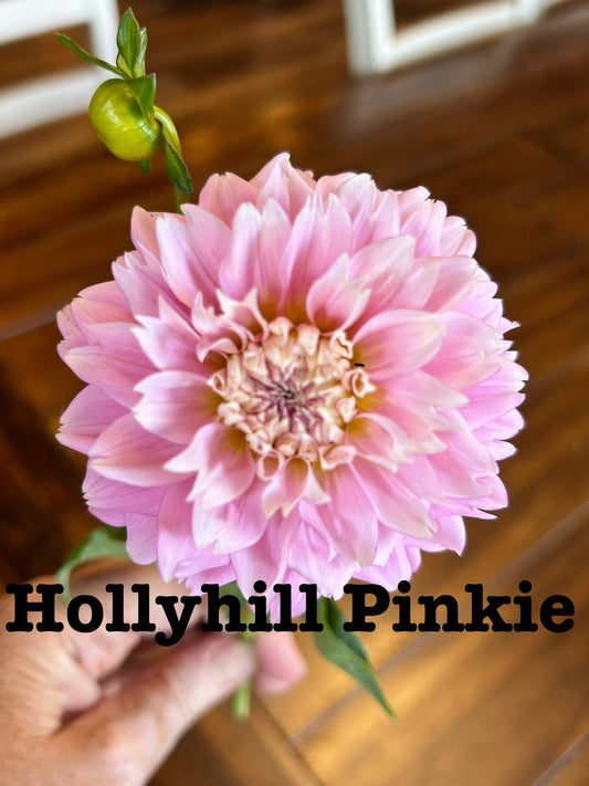 Hollyhill Pinkie
