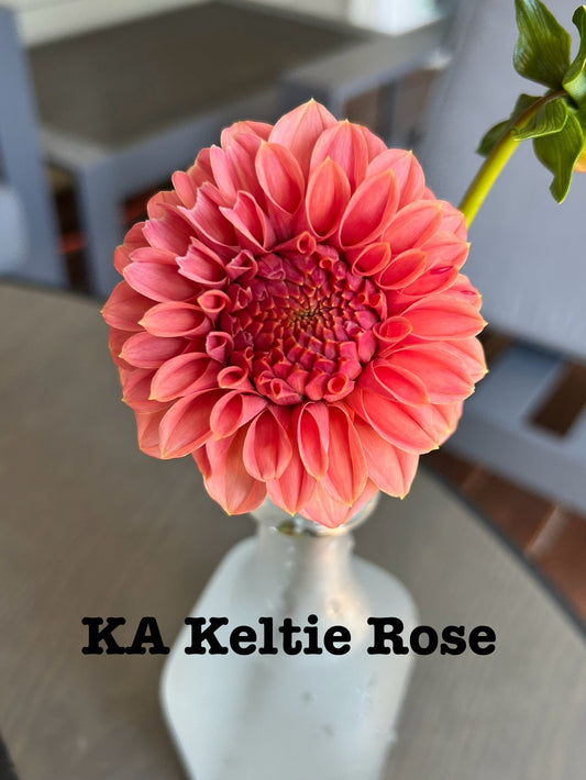 KA Keltie Rose