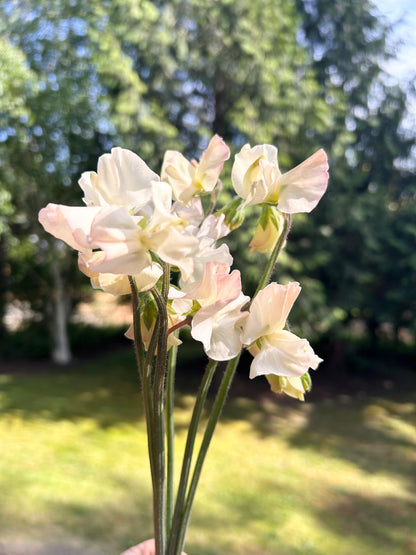 Sweet Pea- Piggy Sue