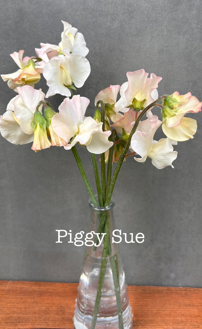 Sweet Pea- Piggy Sue