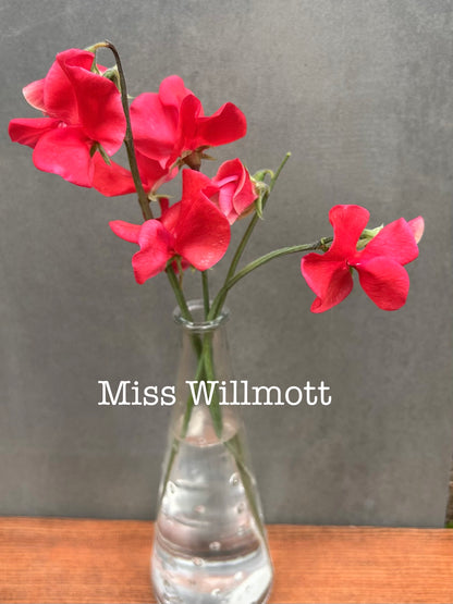 Sweet Pea- Miss Willmott