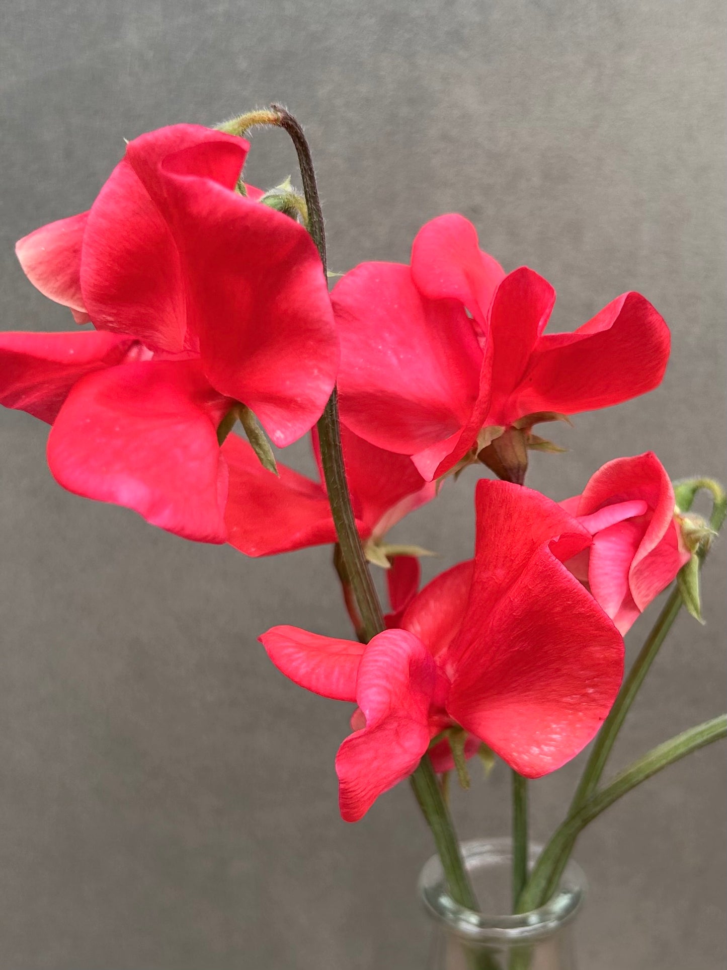 Sweet Pea- Miss Willmott