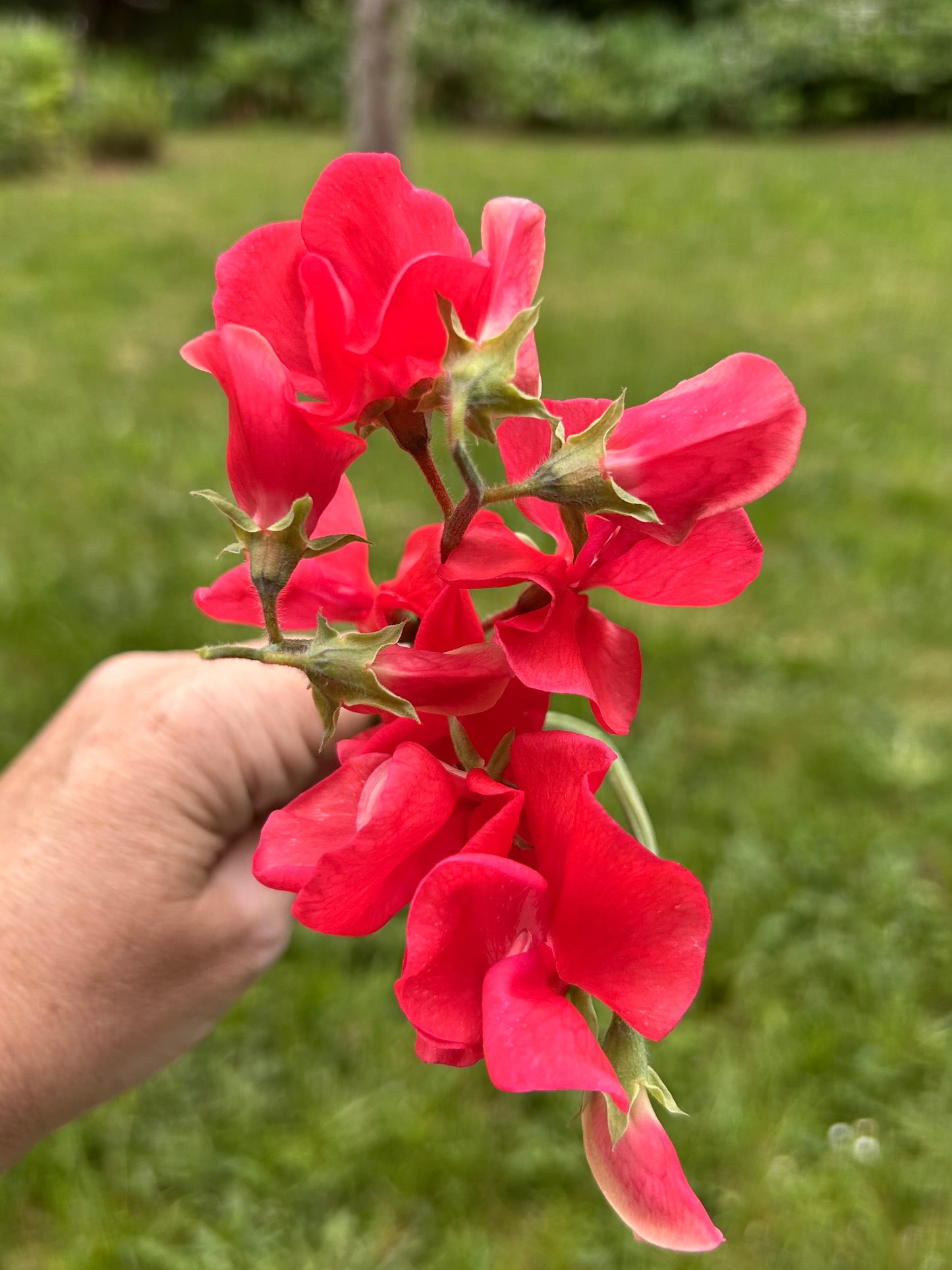 Sweet Pea- Miss Willmott
