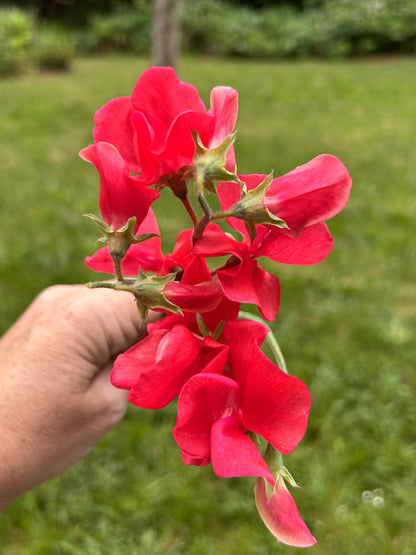 Sweet Pea- Miss Willmott