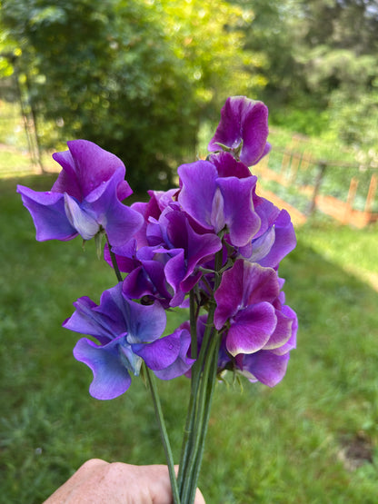 Sweet Pea- Blue Shift