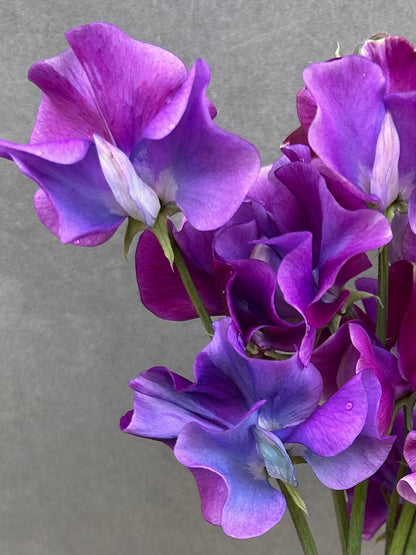 Sweet Pea- Blue Shift