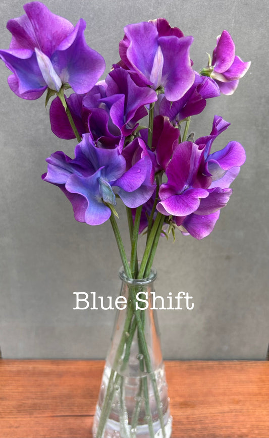 Sweet Pea- Blue Shift