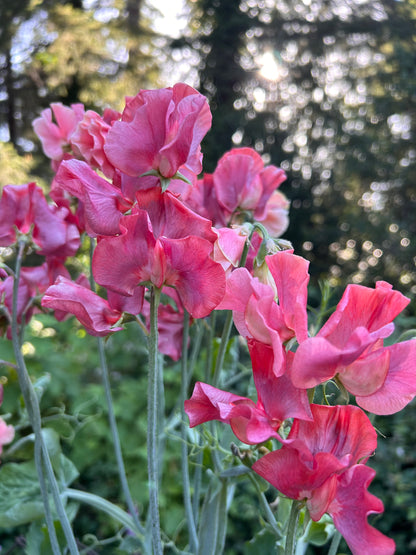 Sweet Pea- King's Ransom  **LIMIT 2**