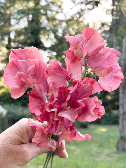 Sweet Pea- King's Ransom  **LIMIT 2**