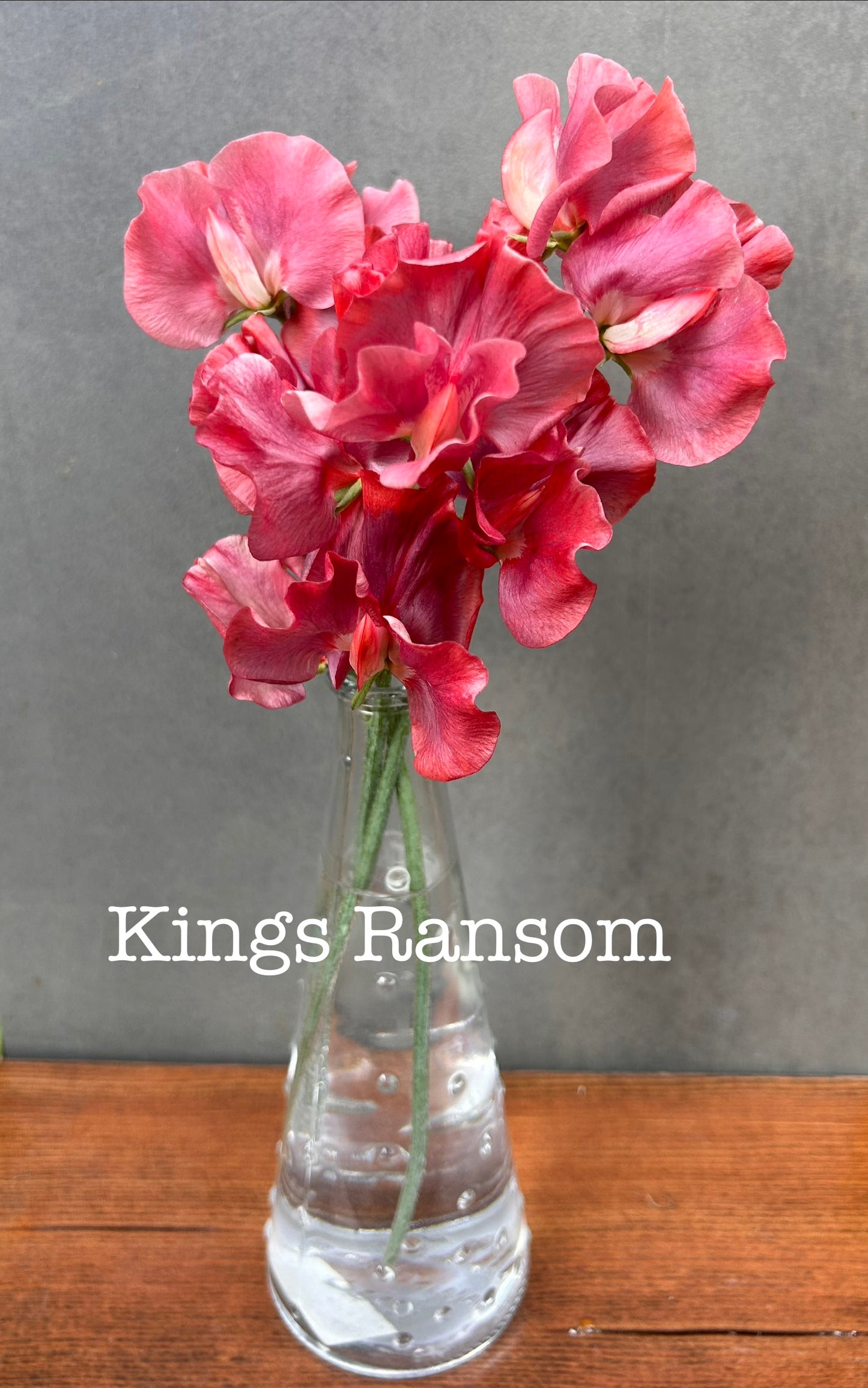 Sweet Pea- King's Ransom  **LIMIT 2**