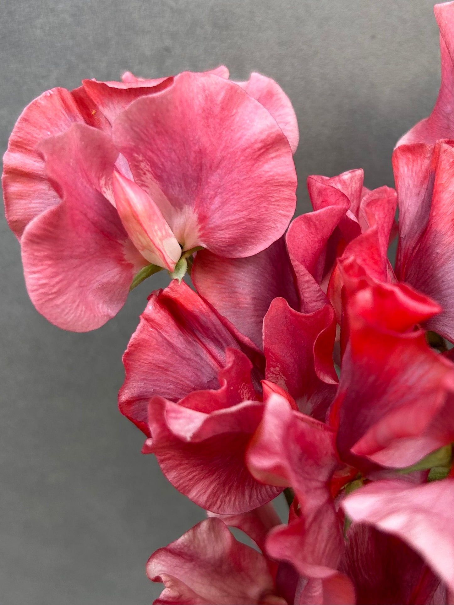 Sweet Pea- King's Ransom  **LIMIT 2**