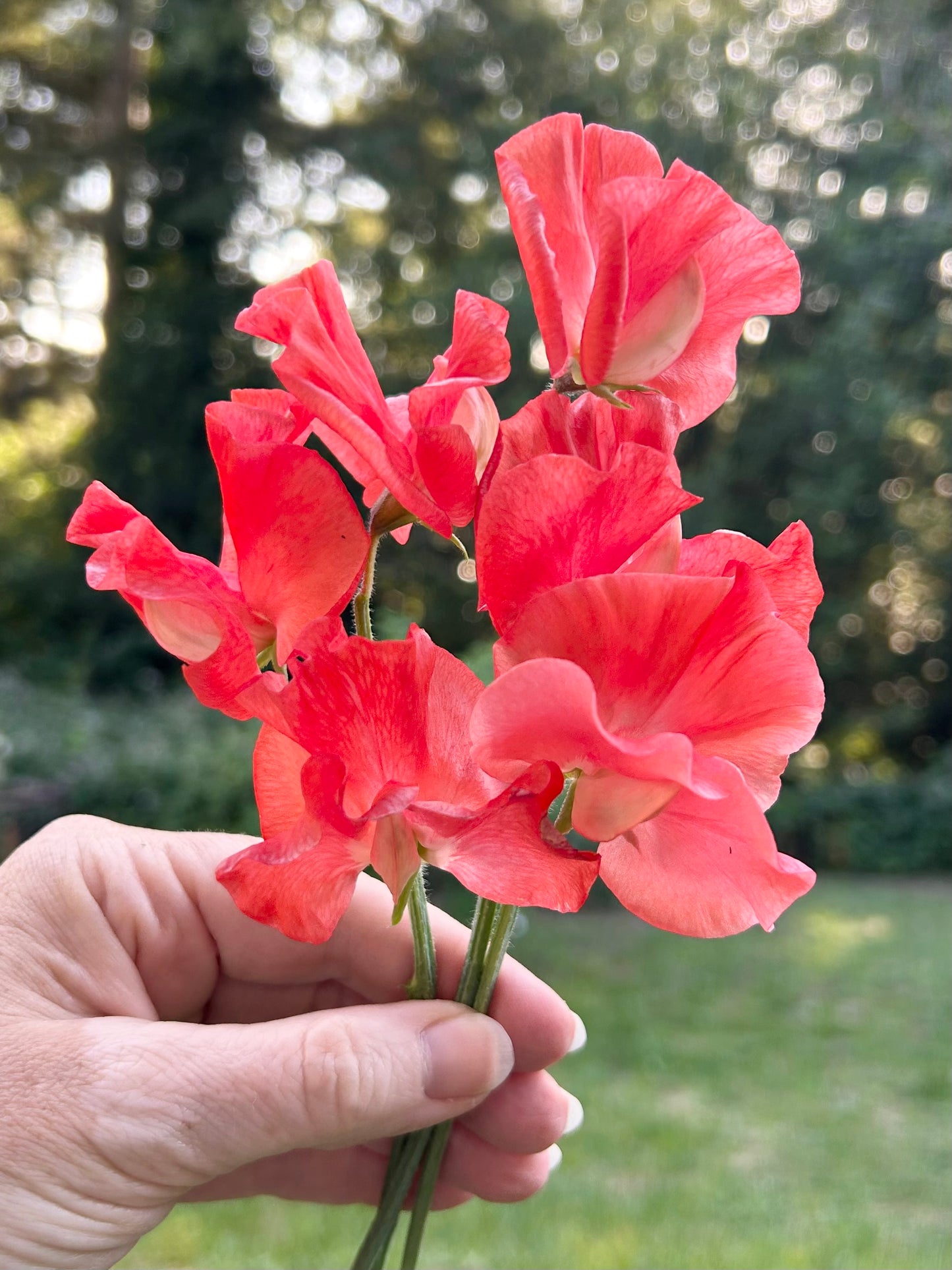 Sweet Pea- Clementine Kiss