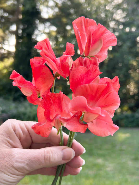 Sweet Pea- Clementine Kiss