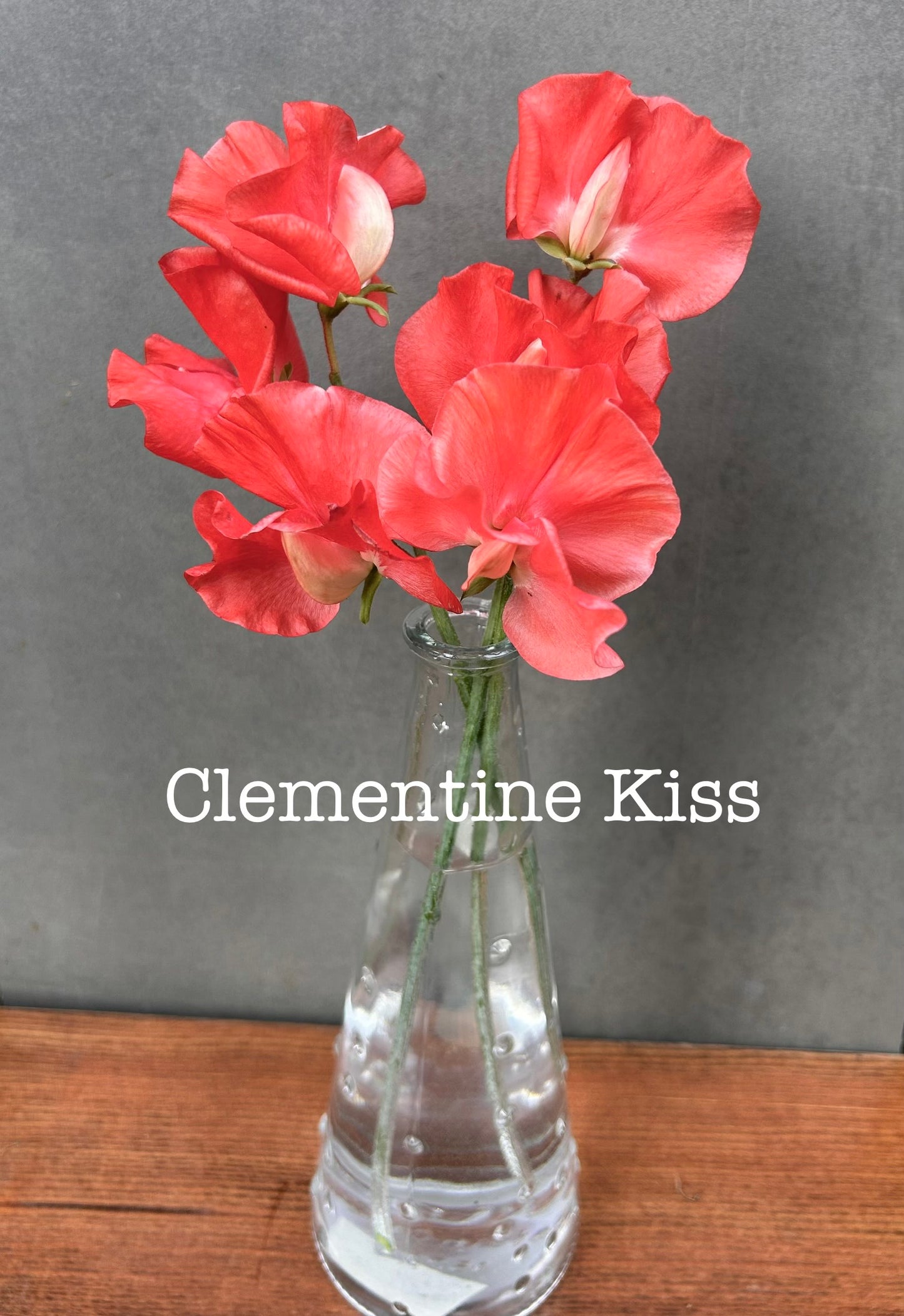 Sweet Pea- Clementine Kiss