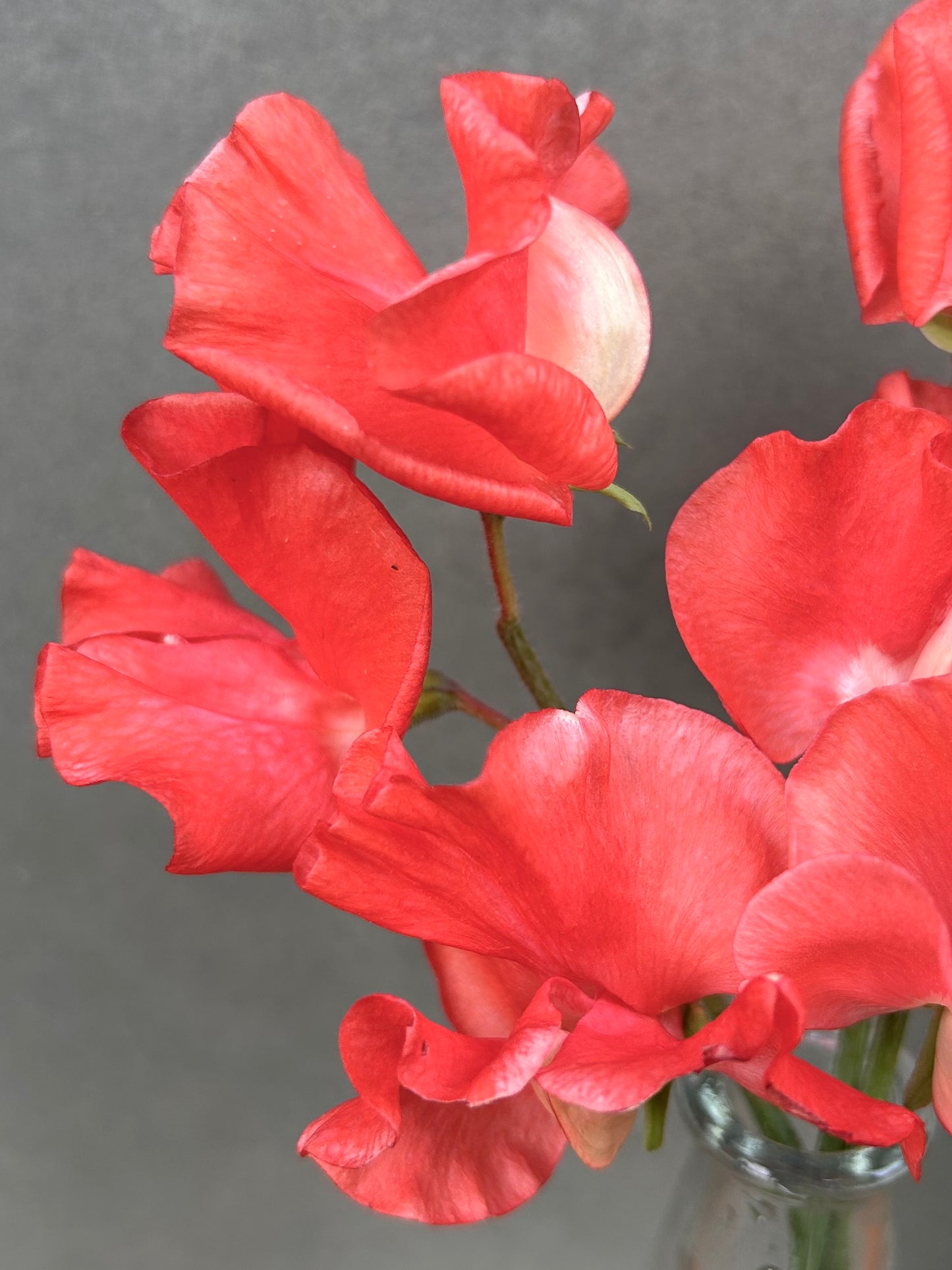 Sweet Pea- Clementine Kiss