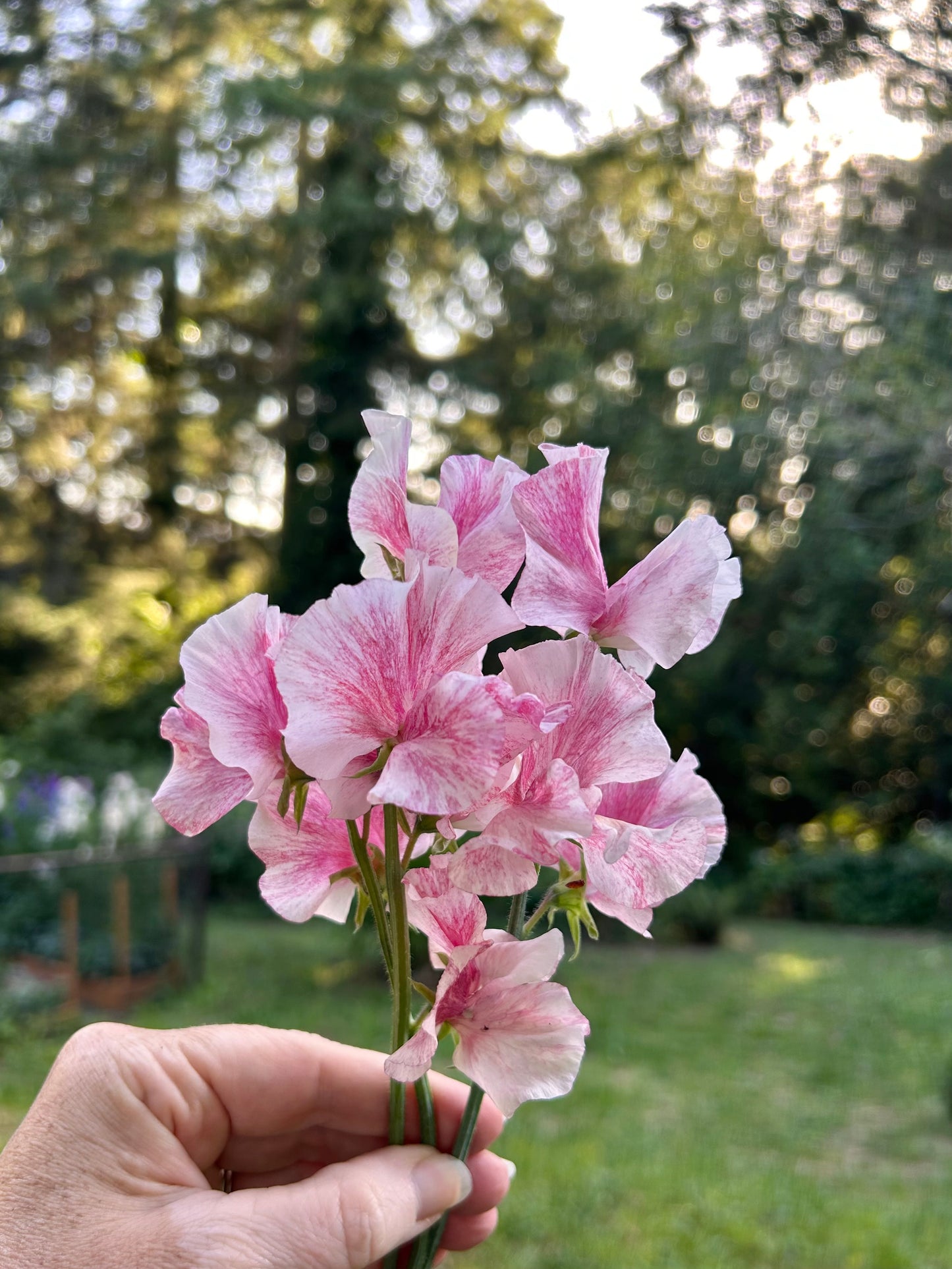 Sweet Pea- Raspberry Flake