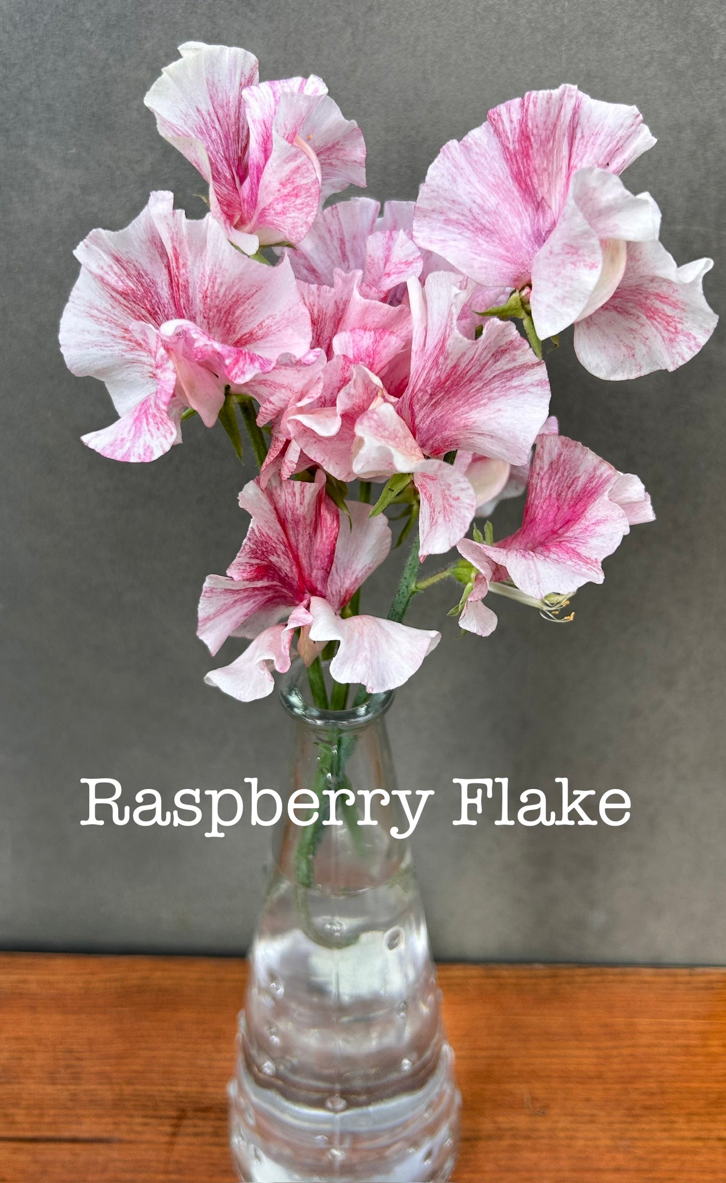 Sweet Pea- Raspberry Flake