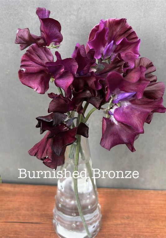 Sweet Pea- Burnished Bronze