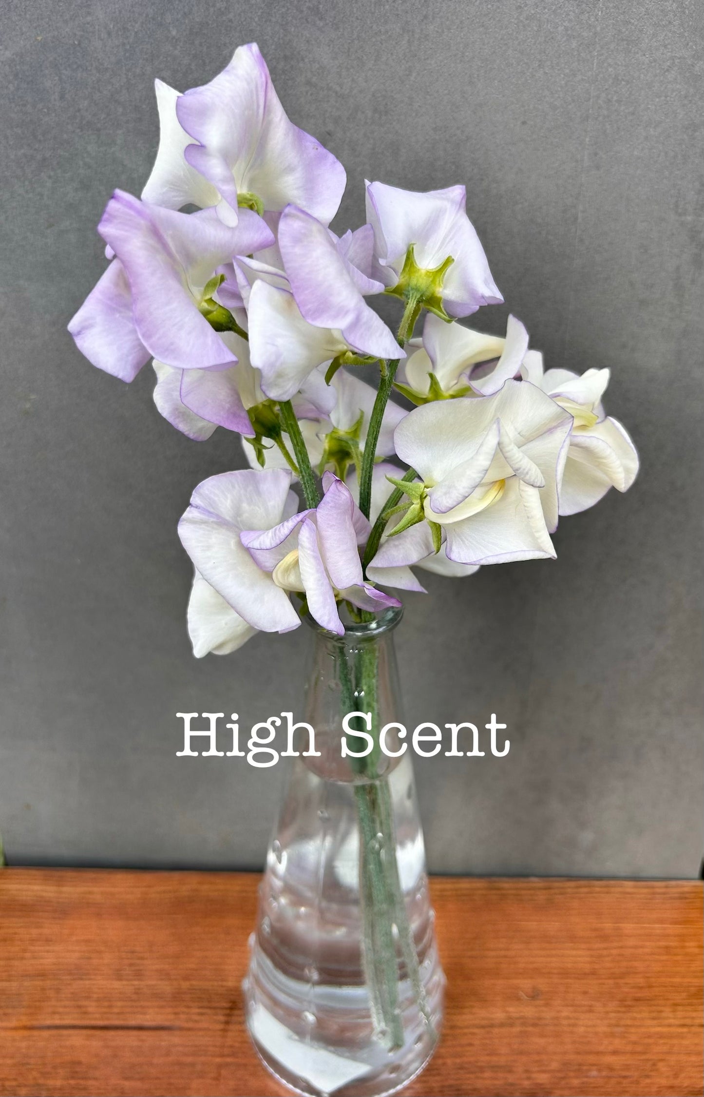 Sweet Pea- High Scent