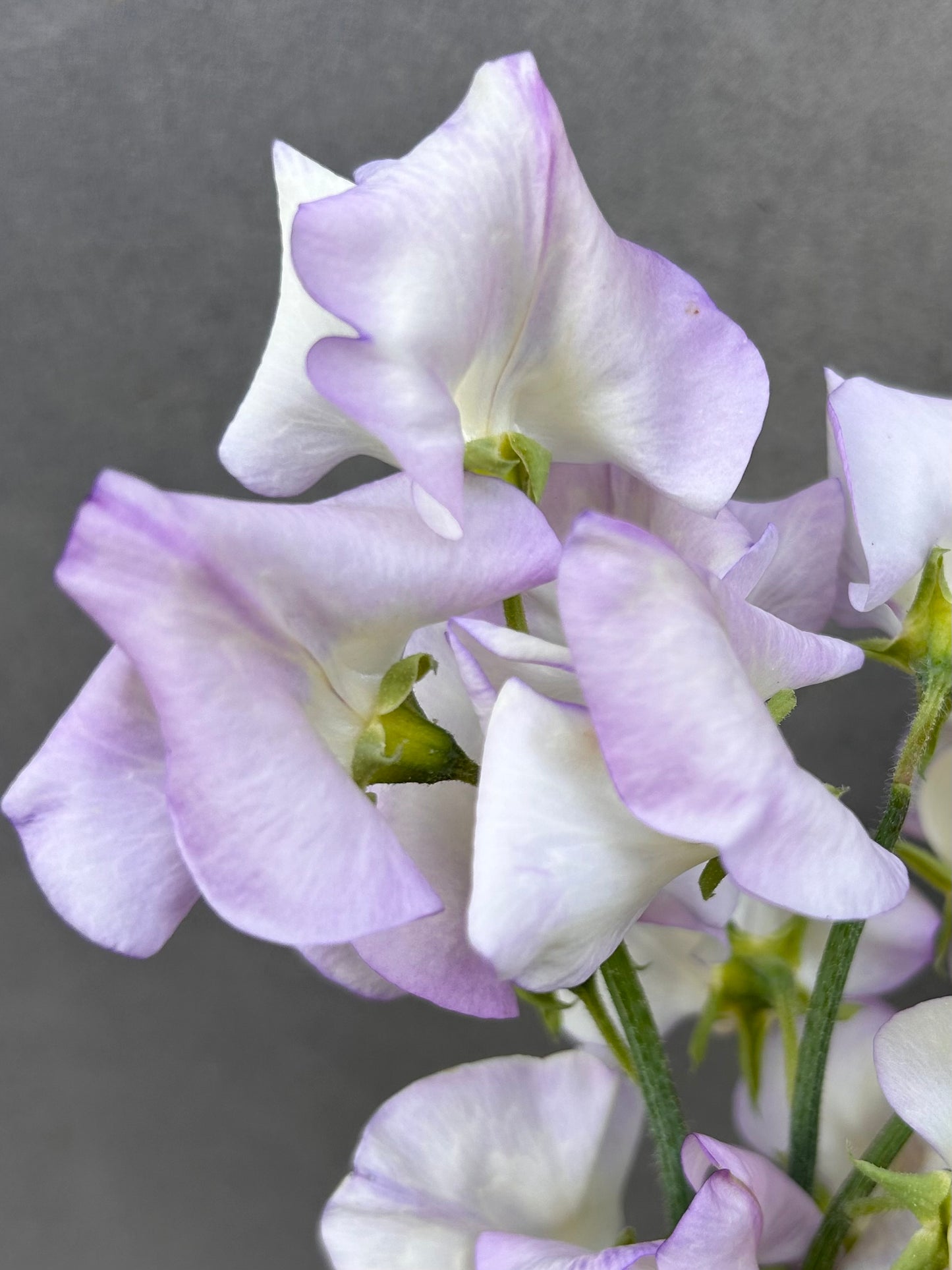 Sweet Pea- High Scent