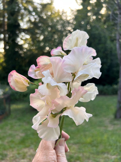 Sweet Pea- Kiera Madeline