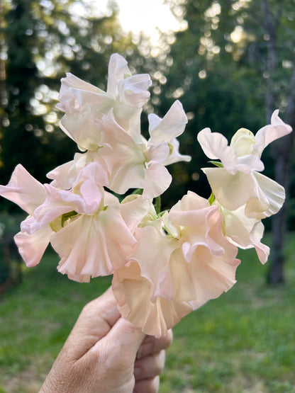 Sweet Pea- Castlewellan