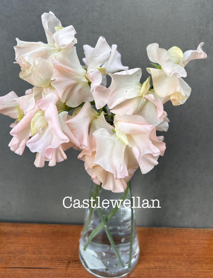 Sweet Pea- Castlewellan