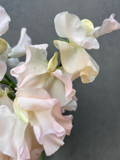 Sweet Pea- Castlewellan