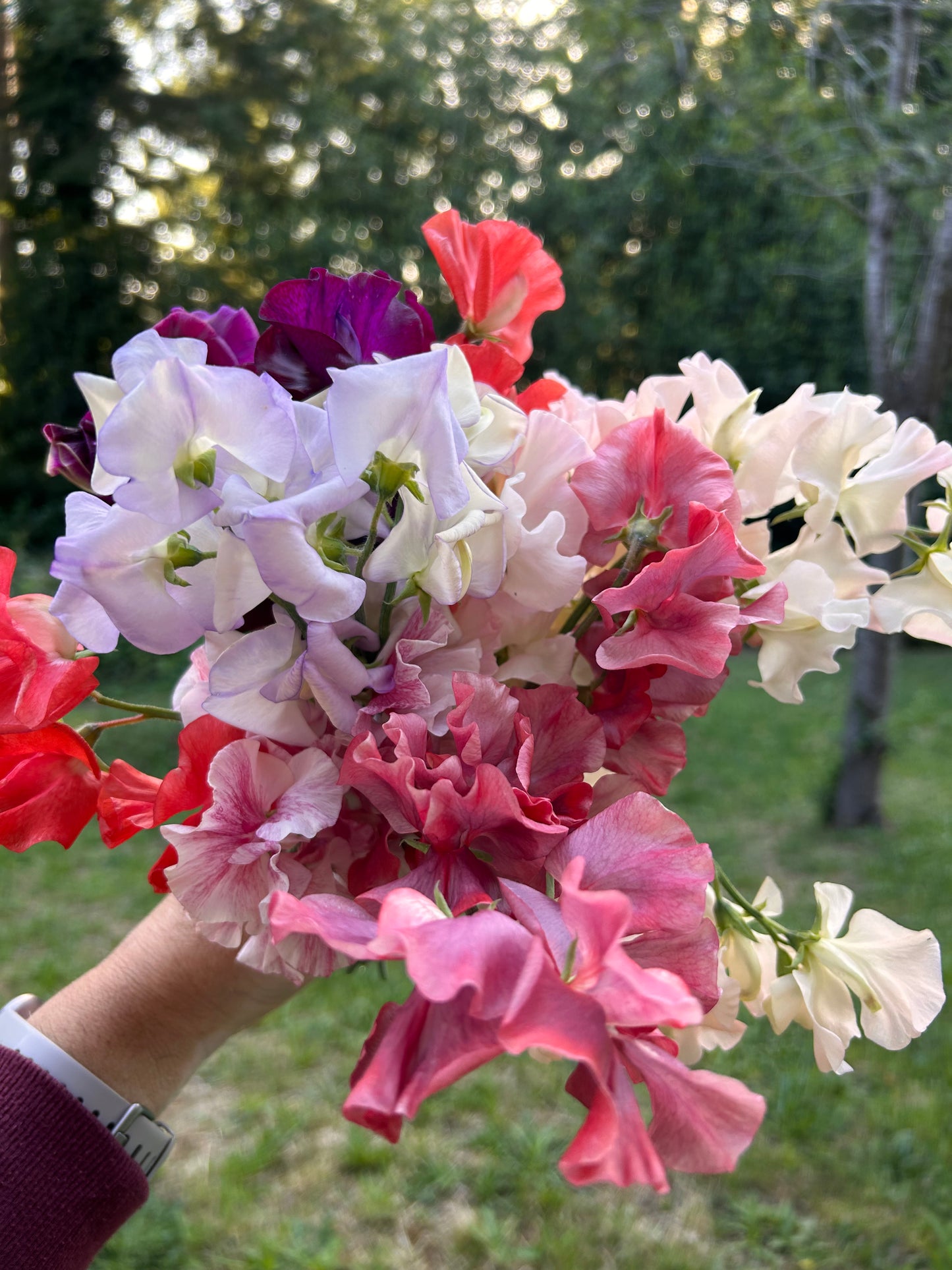 Sweet Pea- Mix