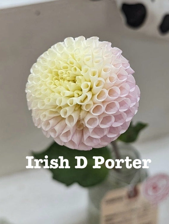 Irish D Porter